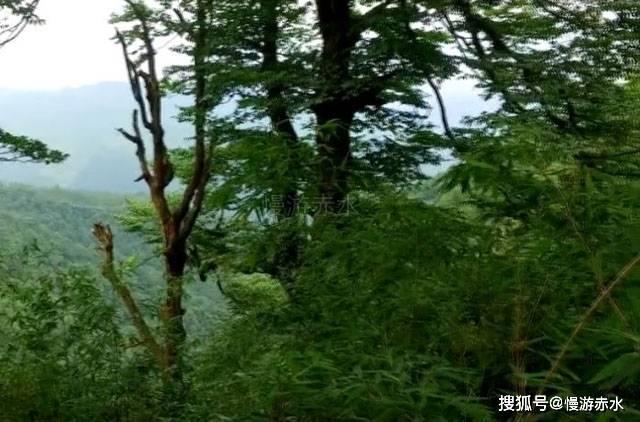 妖尾VS海贼王1.1