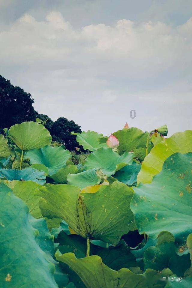 设计师 Nod Young 是谁？拜托了各位 谢谢游戏画面